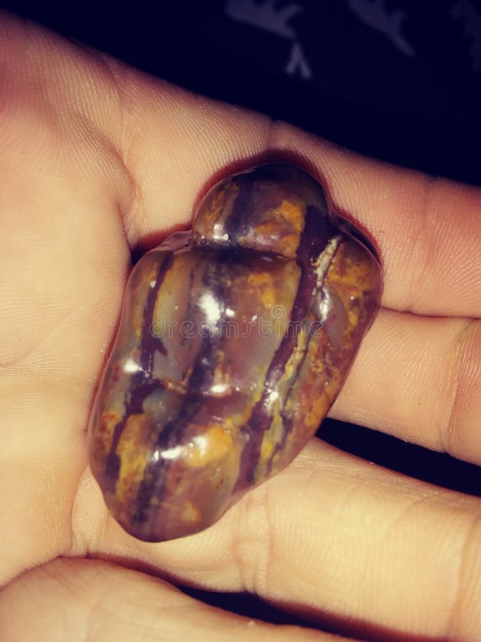 Wood opal arkivfoto Wood opal arkivfoto
