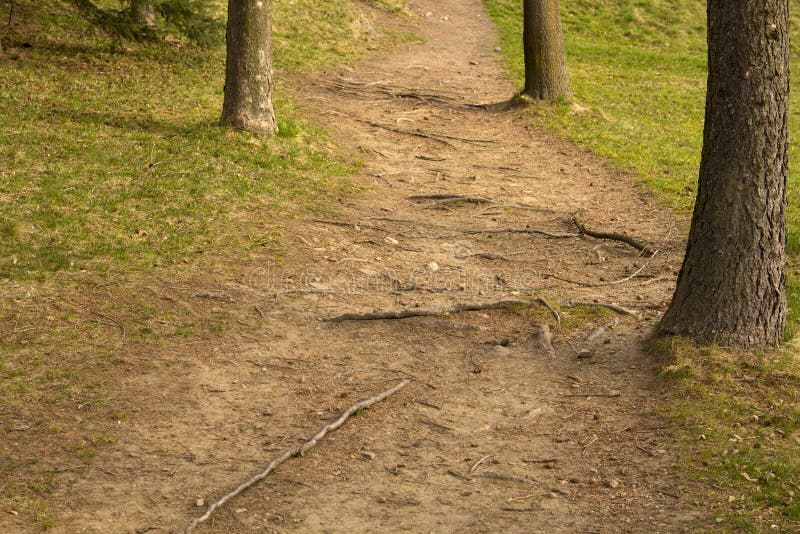 Rootage Trees Stock Photos Free & RoyaltyFree Stock Photos from