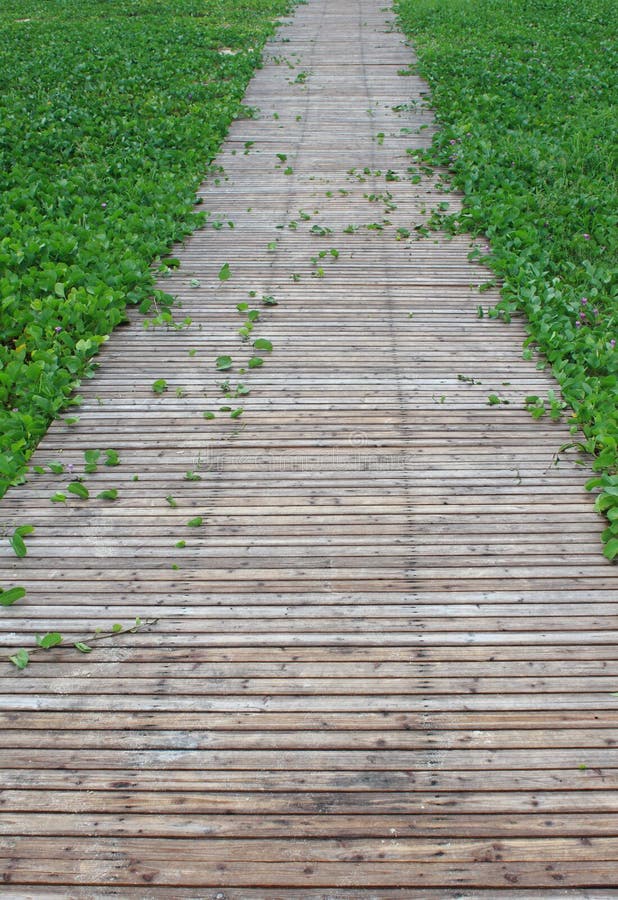 Wood path in grass