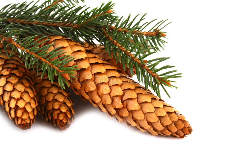 Wood pine fir cones