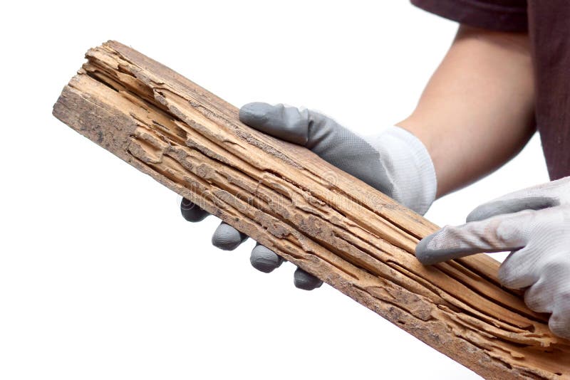 Wood plank destroyed by termites royalty free stock photos Wood plank destroyed by termites royalty free stock photos
