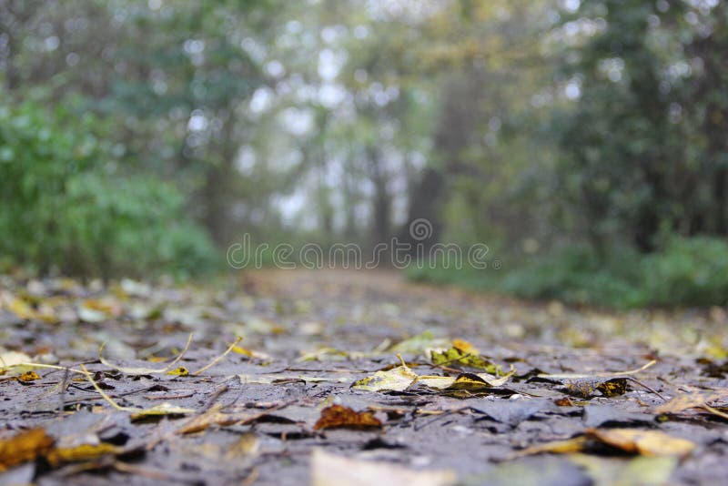 Wood in the rain stock photo. Image of sunlight, woodland 268023500