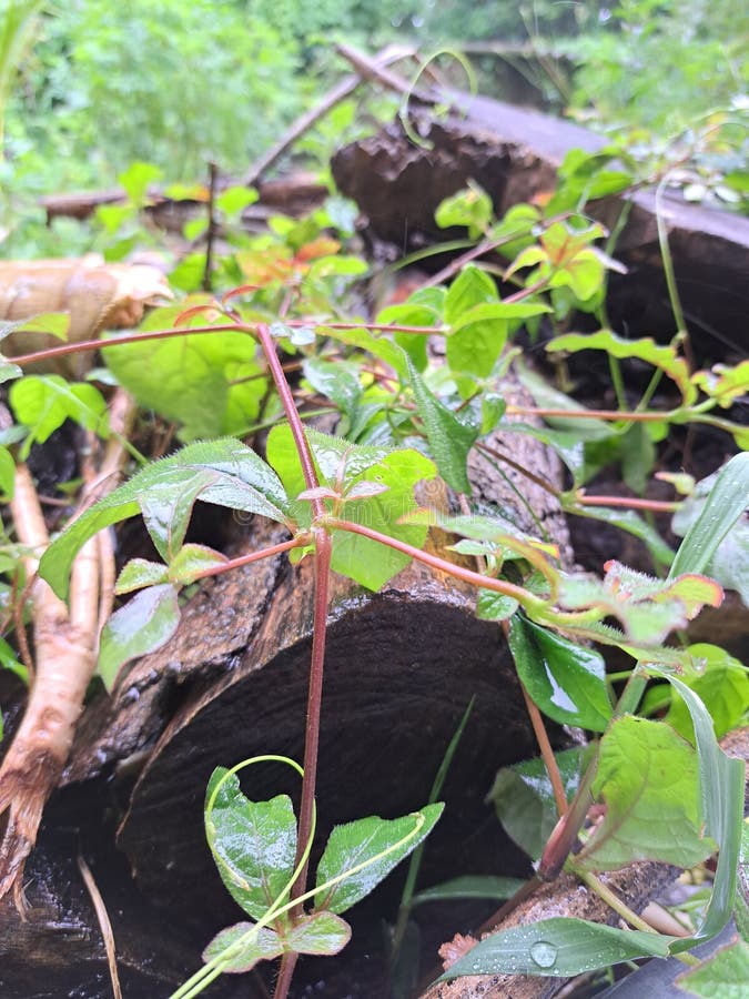 Wood in the Rain stock image. Image of green, wood, leave 268800435
