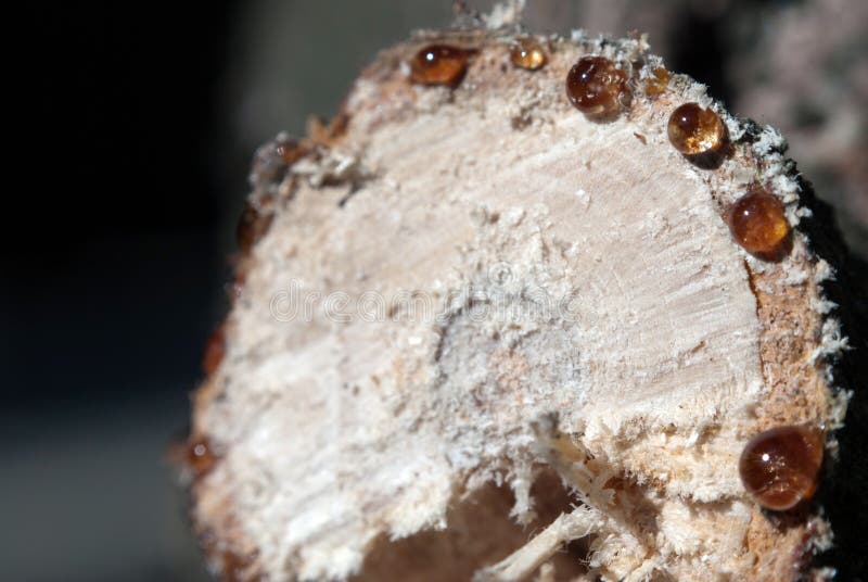 Wood resin stock image. Image of scent, woods, plant 27007507