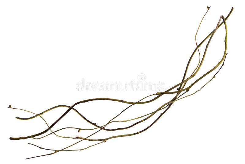Wood root. Huge vines liana plant jungle tree branches isolated on white background, clipping path included