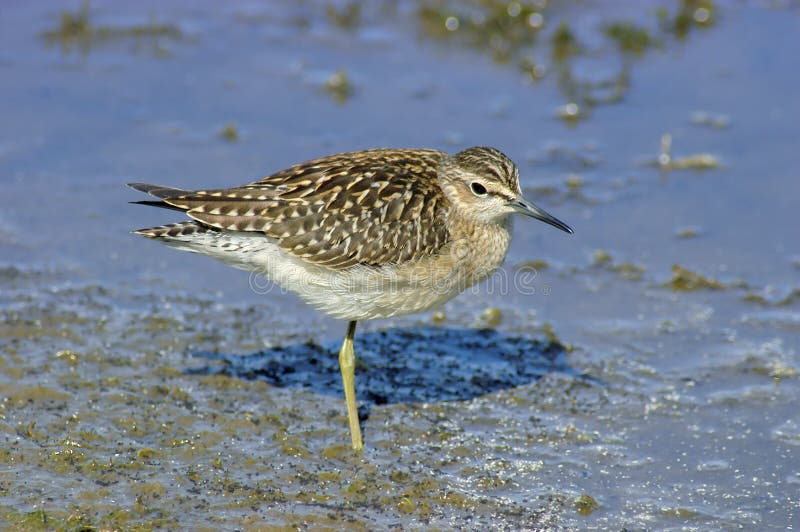 Wood Sandpiper (tringa glareola) stock images
