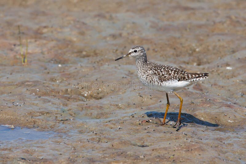 Wood Sandpiper (Tringa glareola) stock image