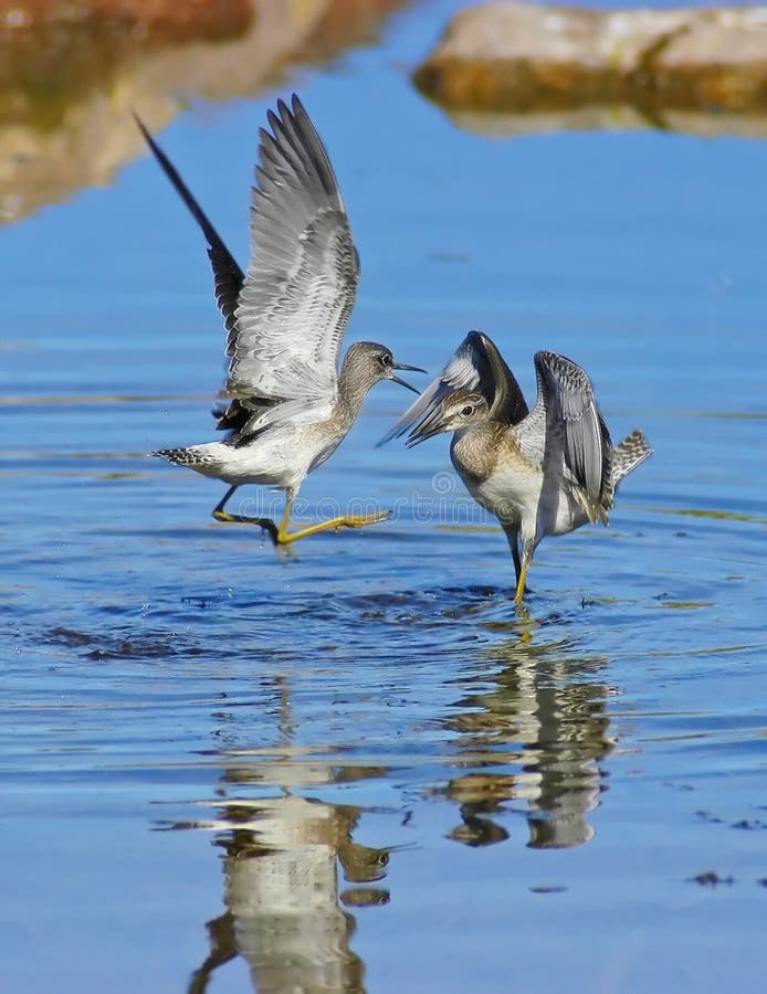 Wood sandpipers are fighting (tringa glareola)