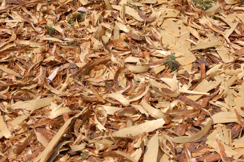 Wood shavings