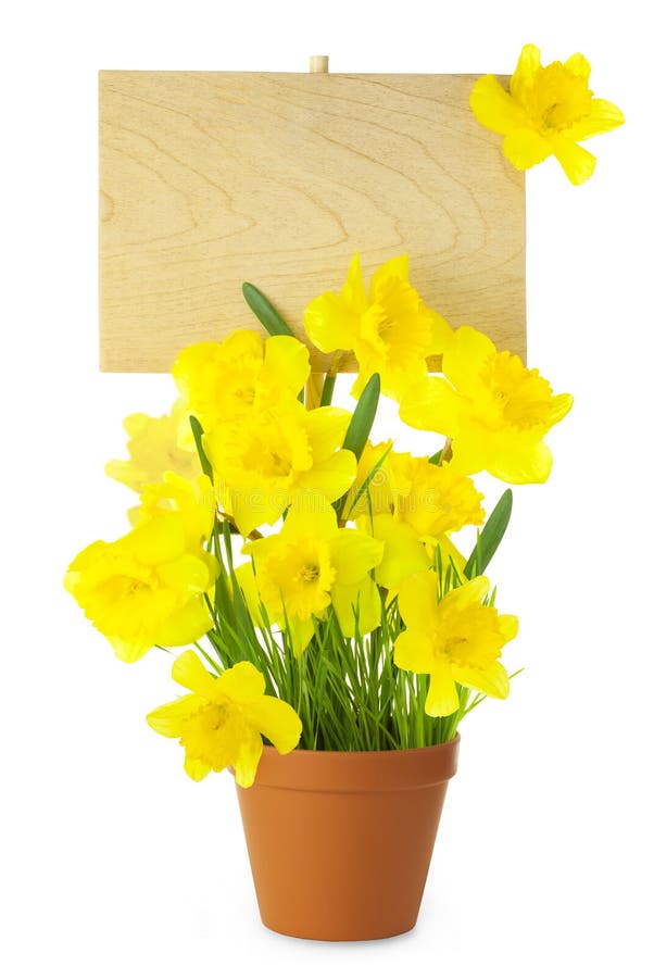 Wood Sign with Daffodil Flowers / empty board for your text / i