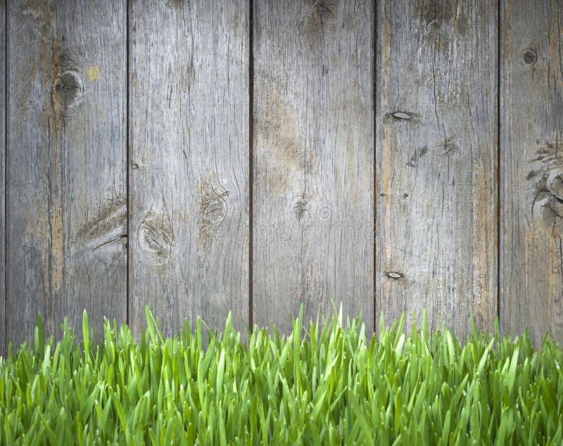 A background of grass and a wood fence. A background of grass and a wood fence