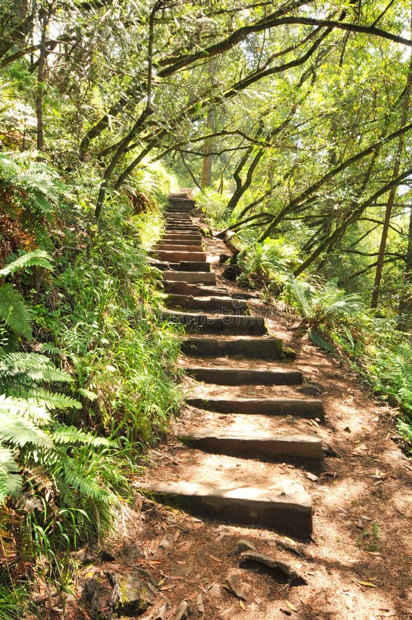 Wooden Steps On A Steep Hillside In The Forest Stock Photo, Picture and  Royalty Free Image. Image 36876055.