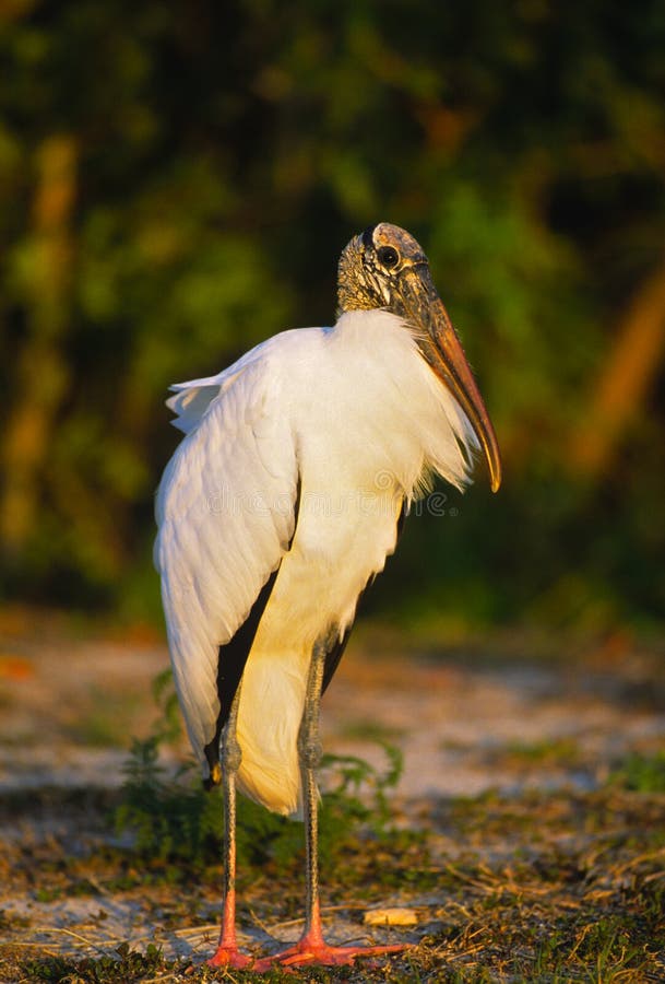 Wood Stork