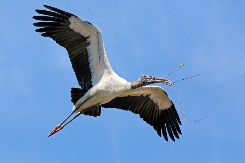 Wood Stork Carrying Nest Material