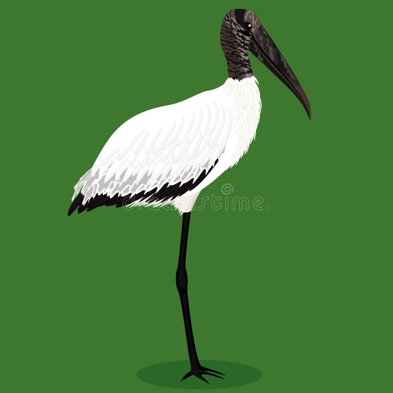 Wood stork cartoon bird