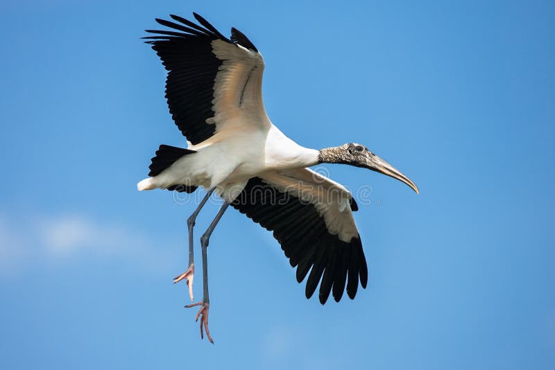 Image result for wood storks in flight
