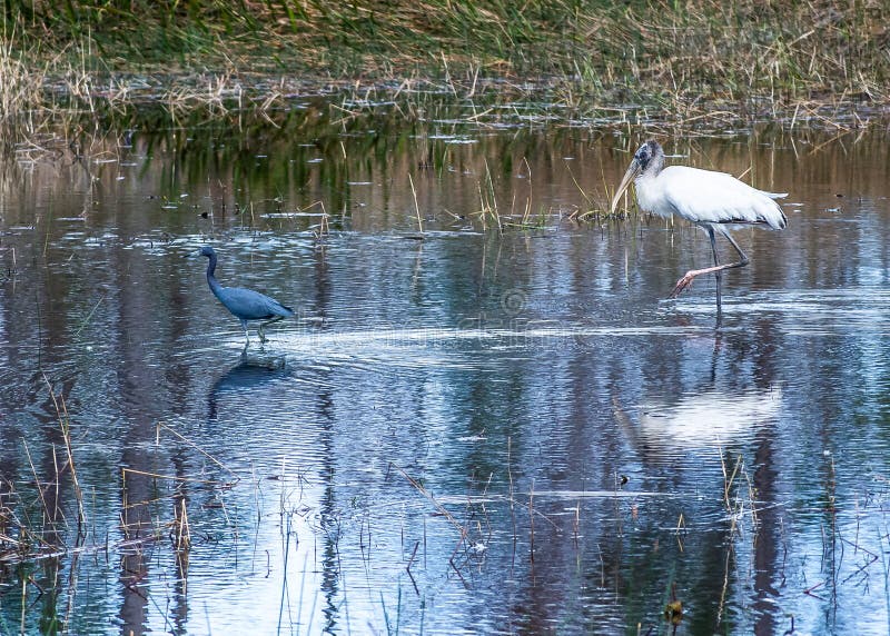 Wood Stork and a Little Blue Heron Playing Follow the Leader