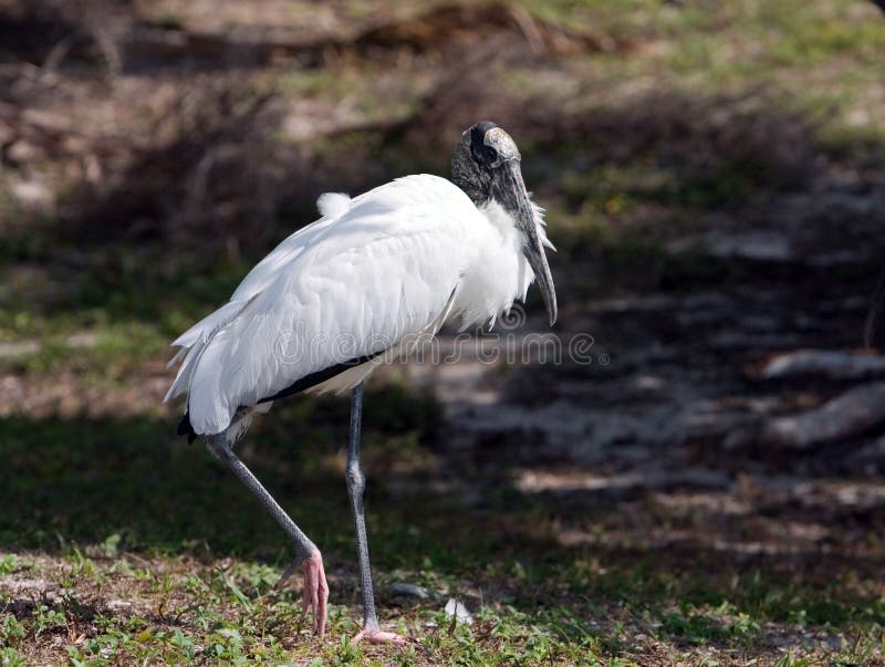 Wood Stork2