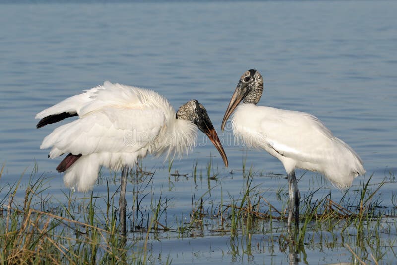Wood Storks in shallow water in Fort De Soto Park, Florida.