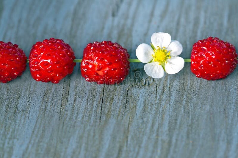 Wood Strawberries With A Flower Stock Image Image of focus, summer