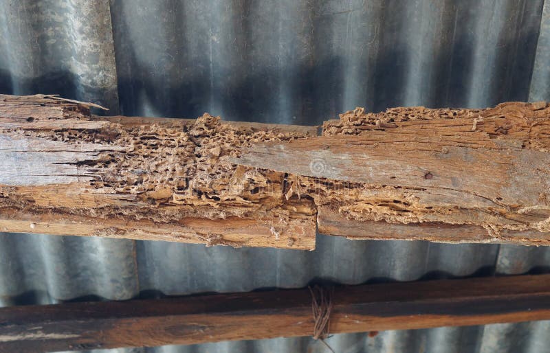 Wood structures destroyed by termites stock images Wood structures destroyed by termites stock images