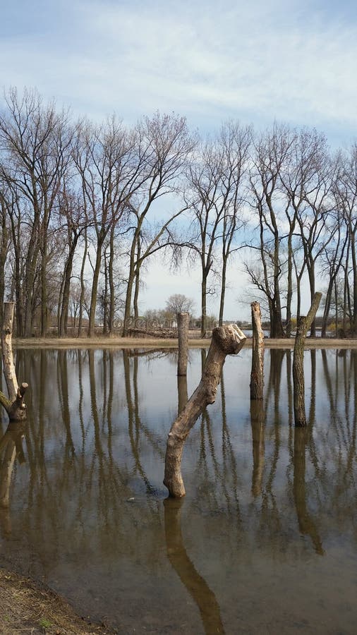 Wood stump in pond stock photo. Image of stump, pond 139877098