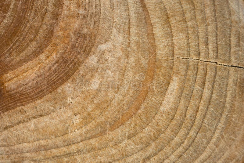 Wood stump texture, cutted tree trunk