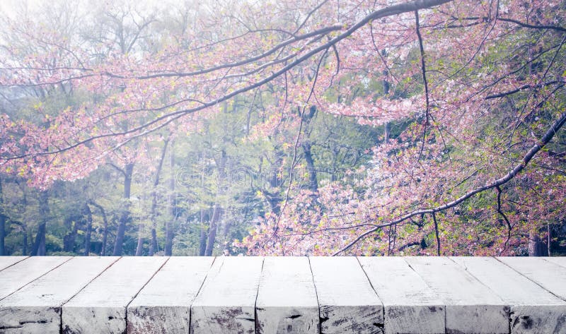 Wood table top on blur sakura flower in garden background. nature royalty free stock image