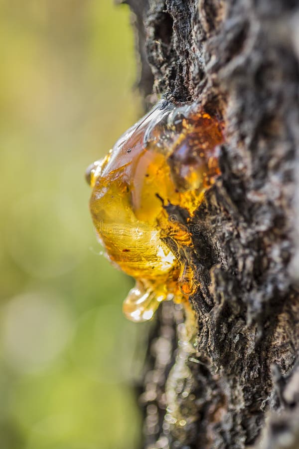 Wood tar stock image. Image of flows, wood, beautifully 44856227