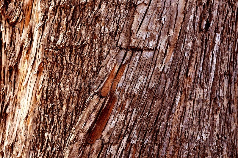 Wood texture bark stock image