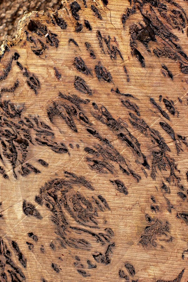 Wood Texture Burl Free Stock Photos & Pictures, Wood Texture Burl RoyaltyFree and Public Domain