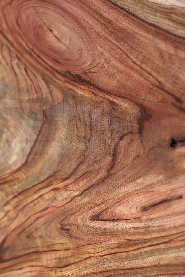 Wood Texture: Camphor Laurel