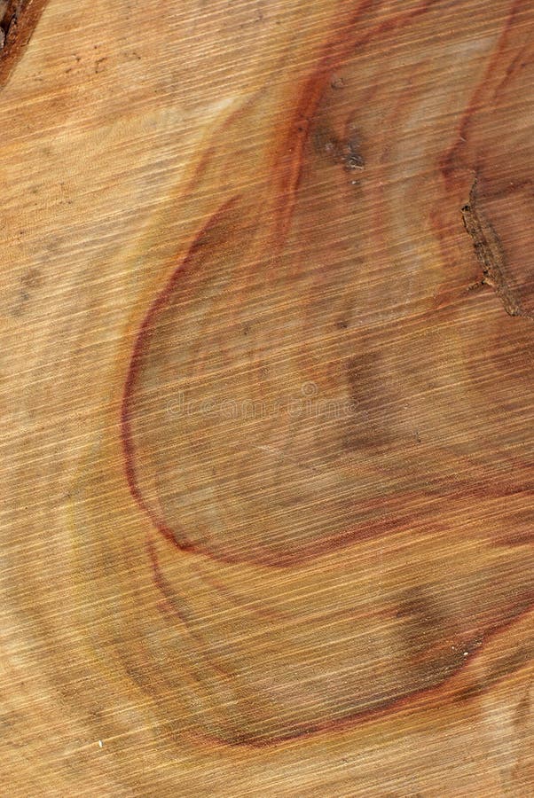 Wood Texture: Camphor Laurel