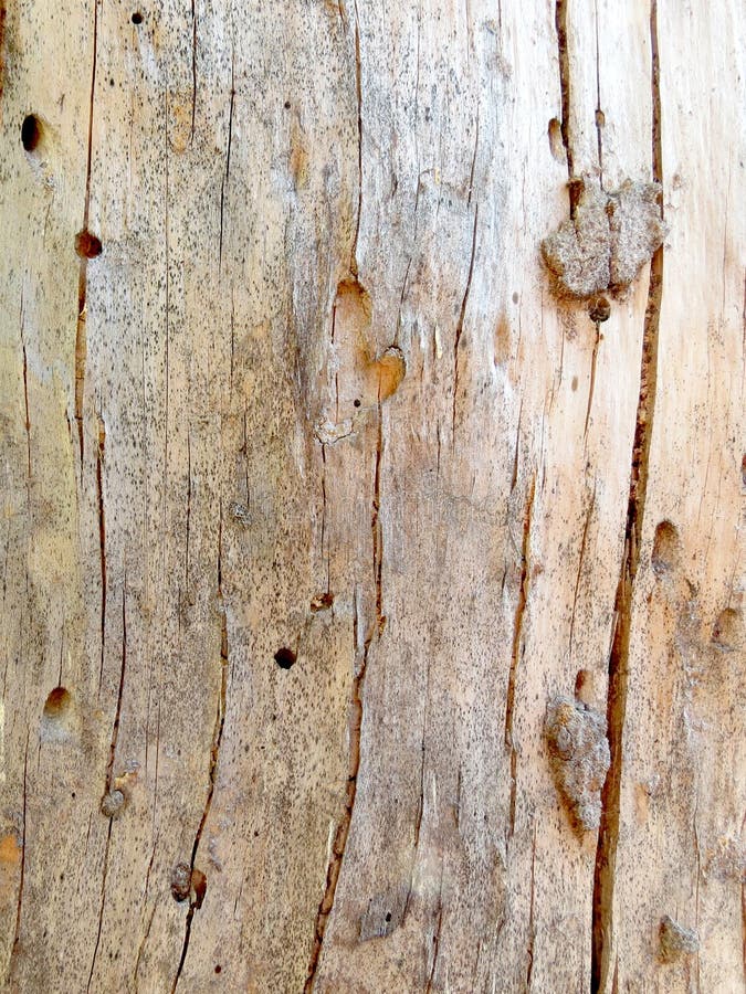 Wood texture. Close up of damage done by bark beetle. Patterns made by bark beetles and bugs. Vertical composition royalty free stock photography