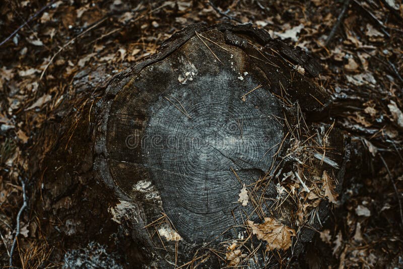 Wood texture of wavy ring pattern from a slice of tree. Grayscale Tined wooden stump royalty free stock image Wood texture of wavy ring pattern from a slice of tree. Grayscale Tined wooden stump royalty free stock image