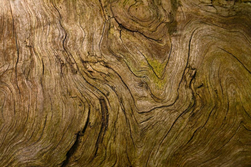 Wooden texture of a very old tree root. Wooden texture of a very old tree root