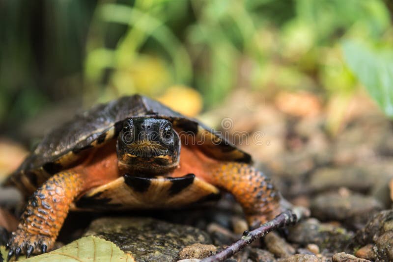 Wood Turtle