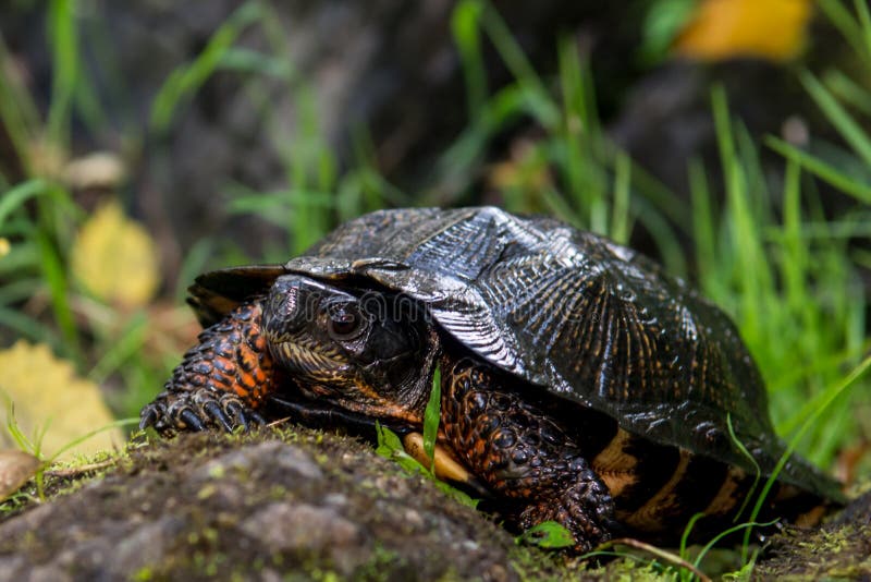 Wood Turtle