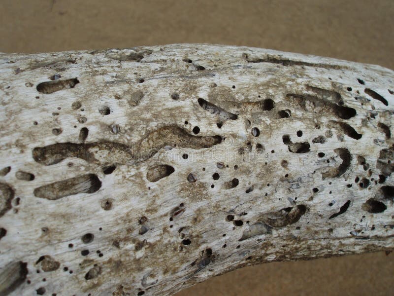 Wood worm eaten log stock image. Image of soil, food 256006005