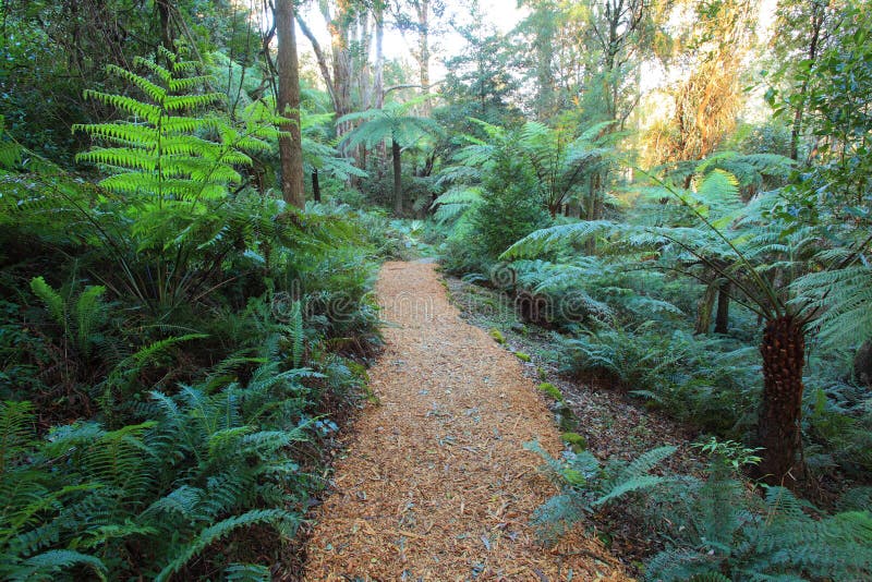 Gondwana rainforest with woodchip path