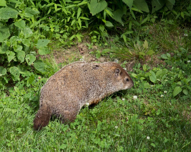 Woodchuck Eating Greens in Woodland Clearing Stock Photo Image of
