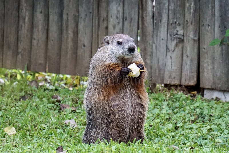 Groundhog Also Known As Woodchuck on the Lookout Stock Image Image of