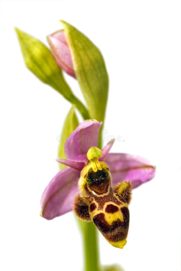 Woodcock Orchid