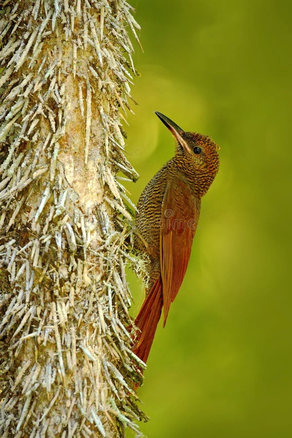 Woodcreeper barrado do norte, sanctithomae do Dendrocolaptes, pássaro selvagem no habitat da floresta Cena dos animais selvagens fotos de stock royalty free