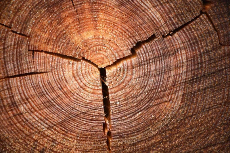 Woodcut from a old oak tree