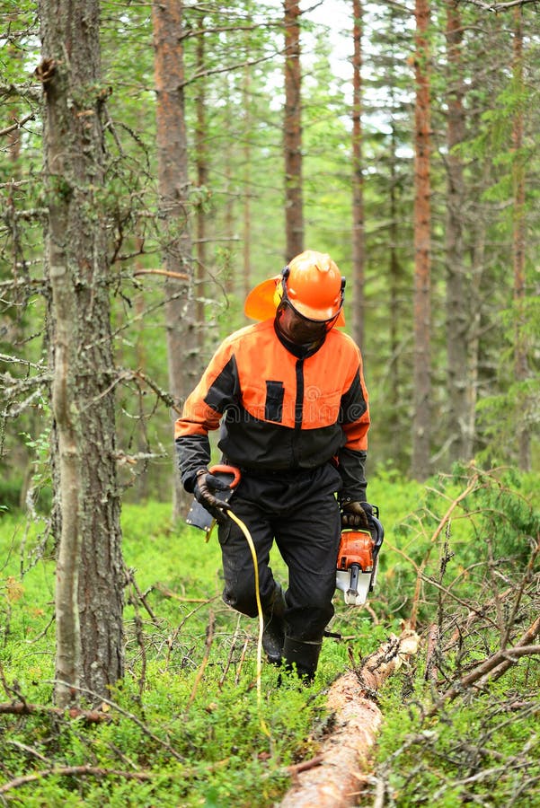 Woodcutter Cuts the Branches Cut Tree Chainsaw Stock Photo Image of