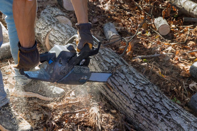 Woodcutter Saws Tree with Using Hand Chainsaw in the Forest after