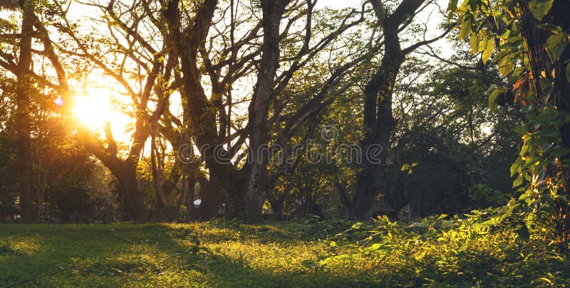 Wooded forest trees backlit by golden sunlight before sunset. royalty free stock photo Wooded forest trees backlit by golden sunlight before sunset. royalty free stock photo