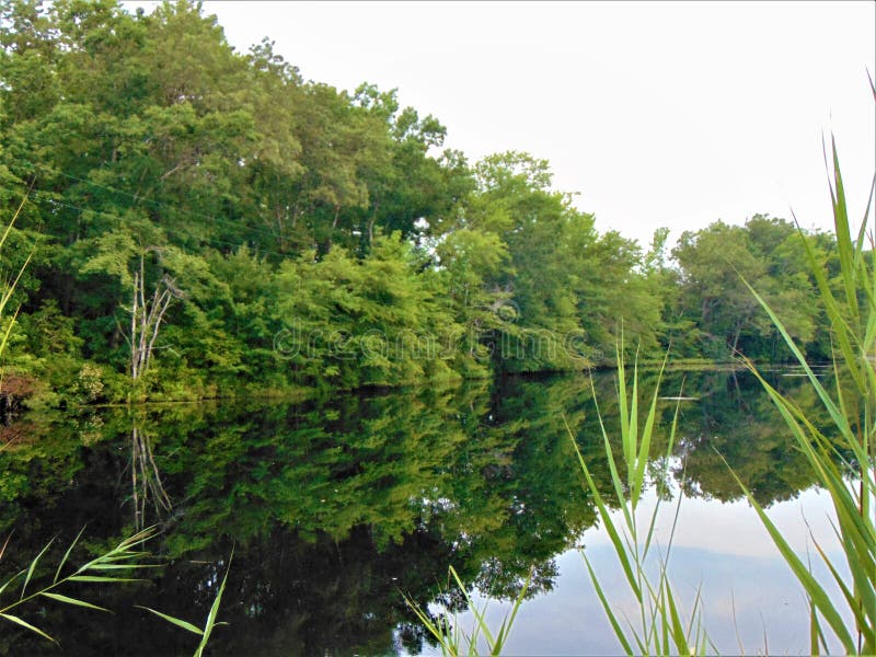 Wooded Shoreline