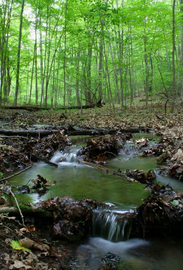 Stream in Woods with small stream. Stream in Woods with small stream